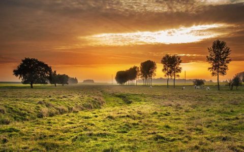تحلیل اثر نرخ ارز بر واردات