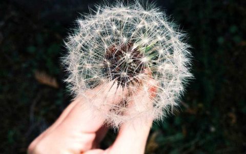 پیگیری مصوبات شورای عالی امنیت ملی